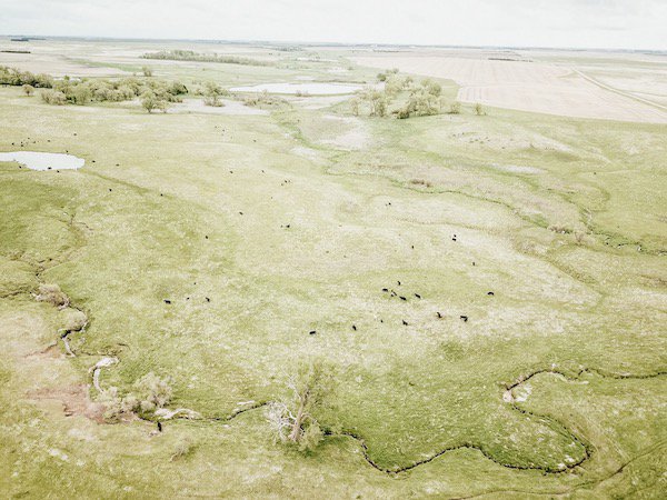 checking cattle in the pasture with drone