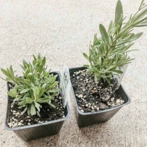 two lavender transplants on concrete patio