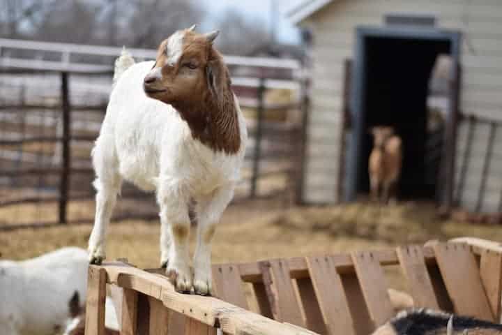 goat on a bale feeder