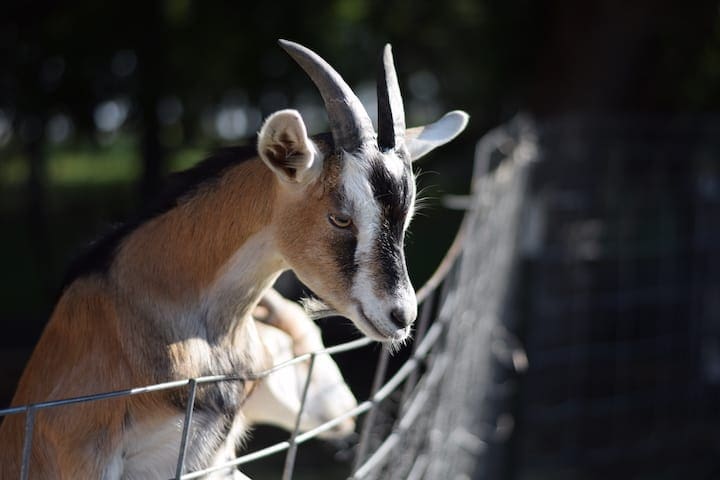 learning how to raise goats and their fencing needs - an alpine goat is trying to climb over the fence