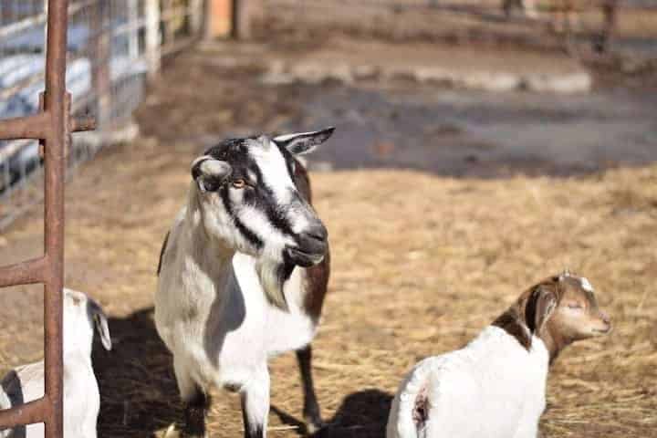 goats in an outdoor pen