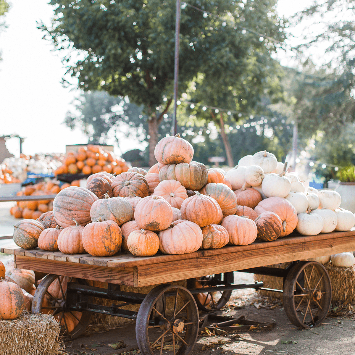 outdoors with a pile of pumpkins at a pumpkin patch.