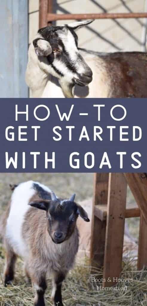 photo collage of two goats with text overlay that reads: how to get started with goats