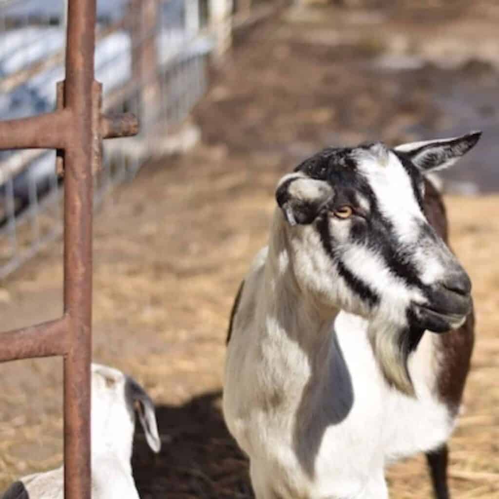 goats in an outdoor pen