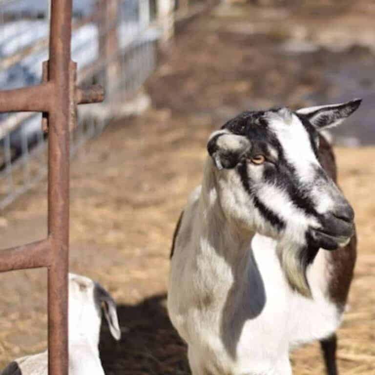 How to Raise Goats on a Small Farm