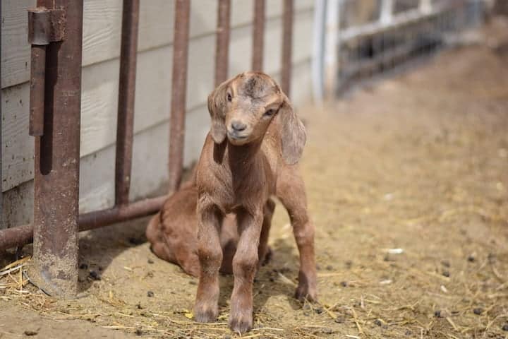 baby boer goats