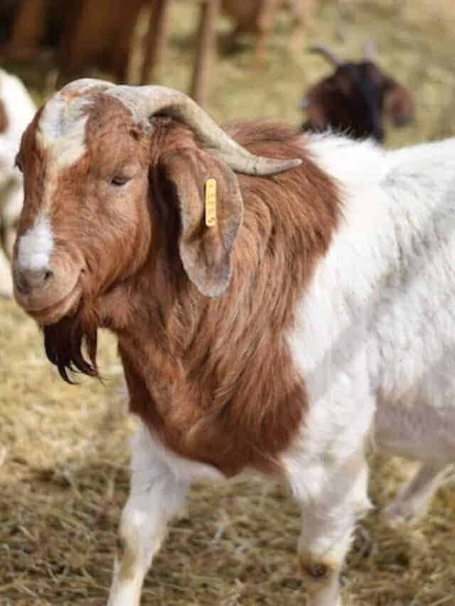 large male Boer goat