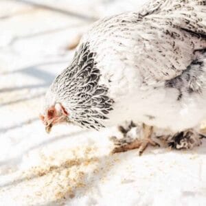 chicken eating grain on snow