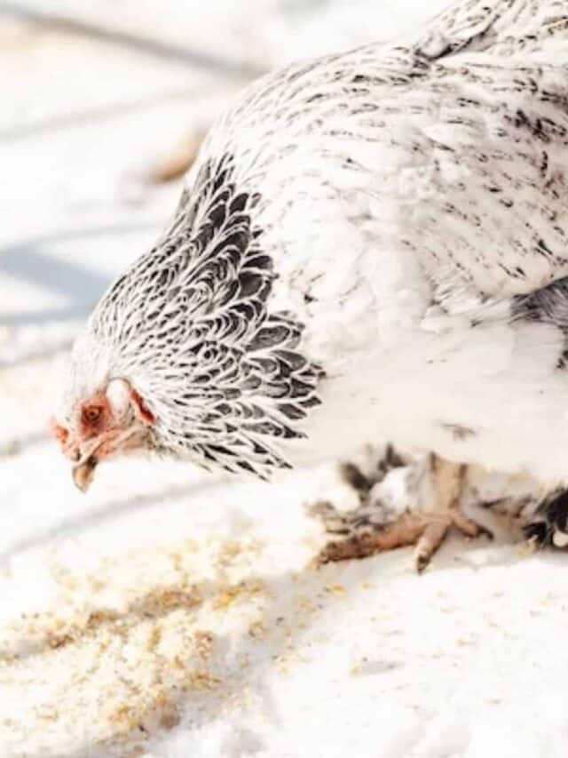 chicken eating grain on snow