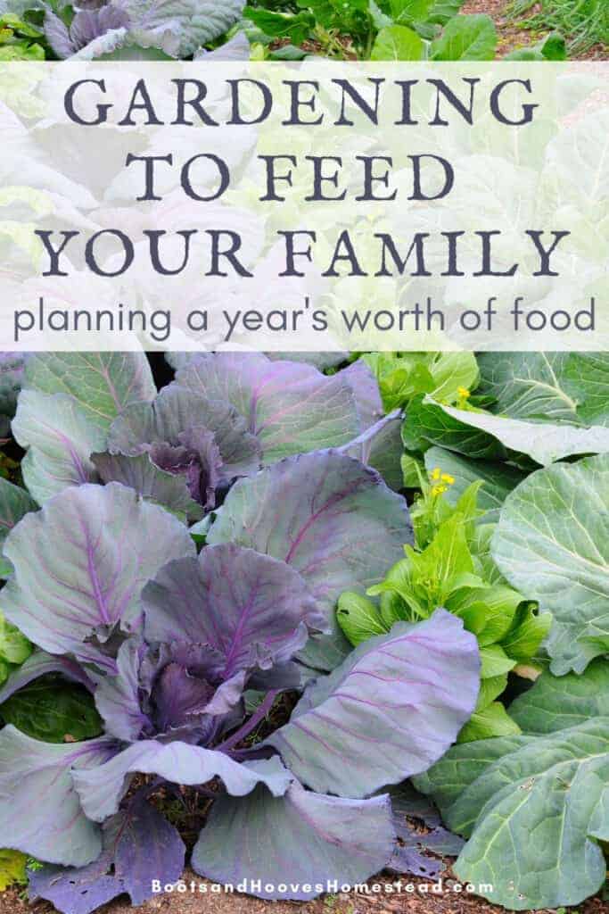 companion planting cabbage in the family garden plan