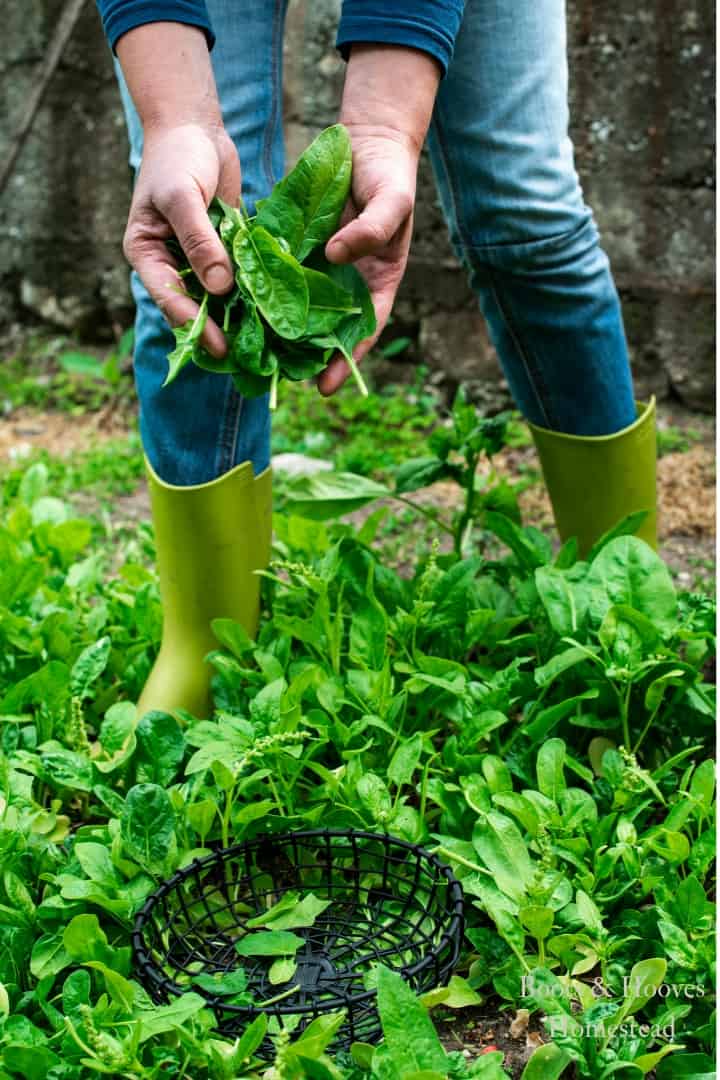 harvesting greens in a family garden