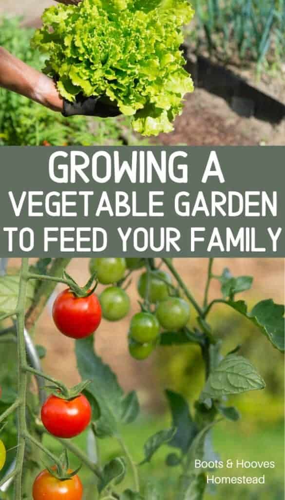 growing a vegetable garden