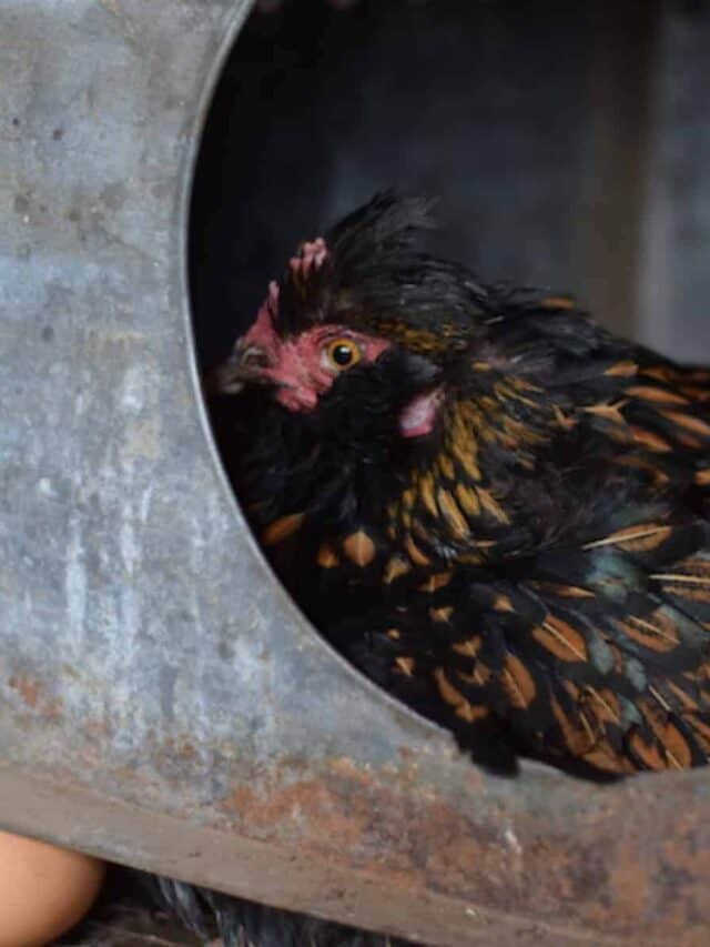 black speckled chicken sitting on eggs in chicken coop