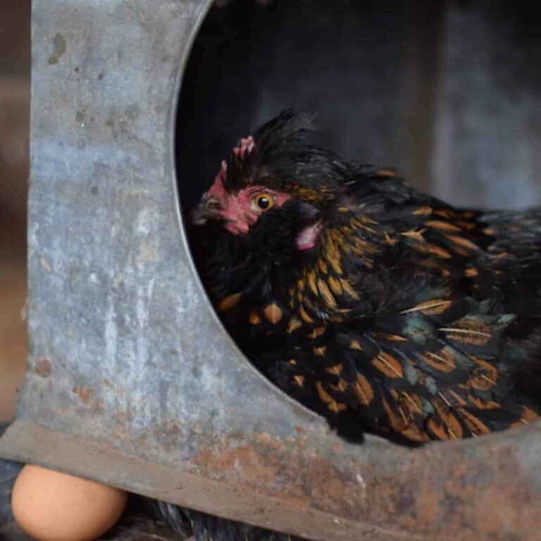 black speckled chicken sitting on eggs in chicken coop