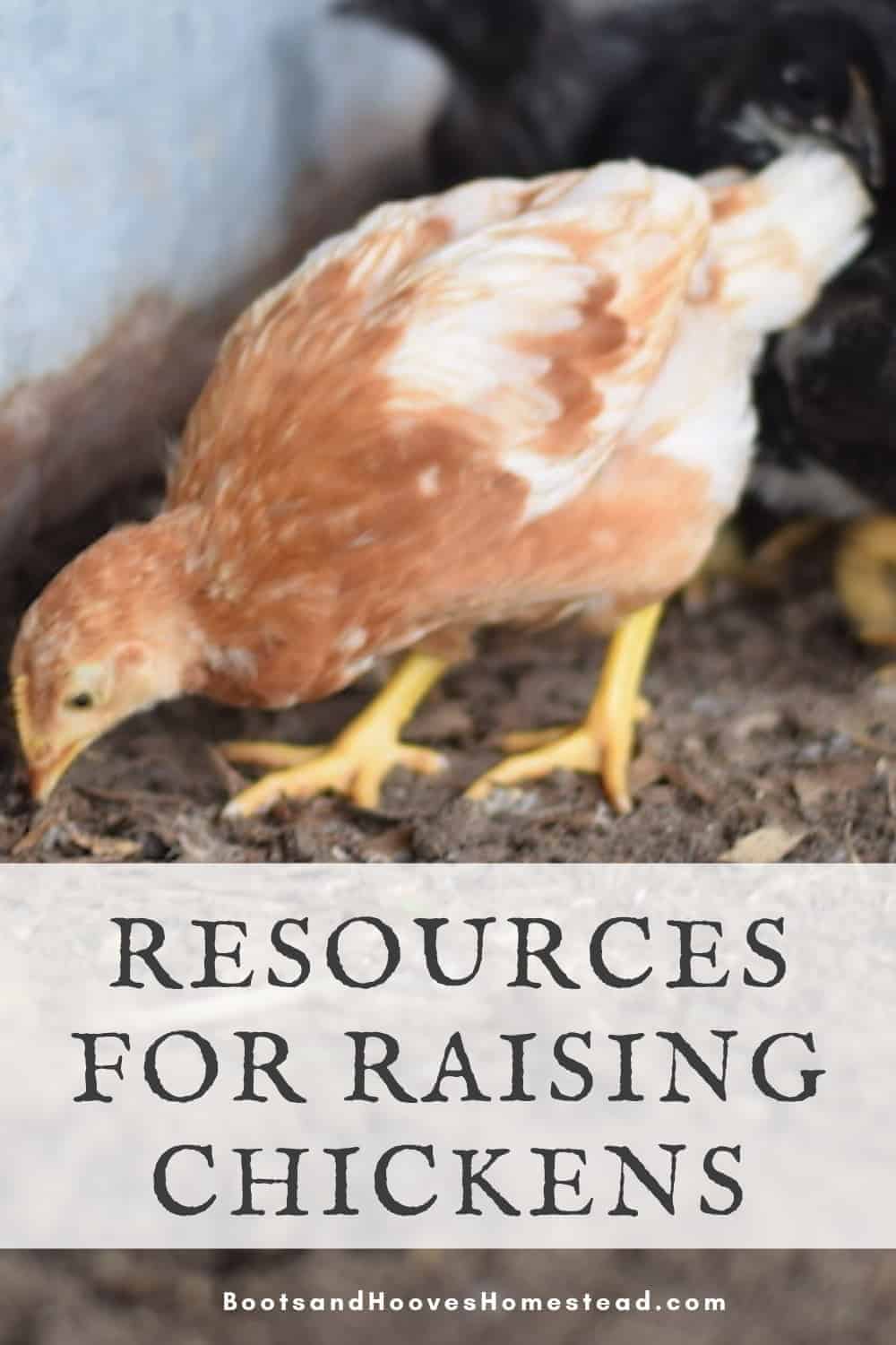 Raising Chickens - Resources to Get Started - Boots & Hooves Homestead