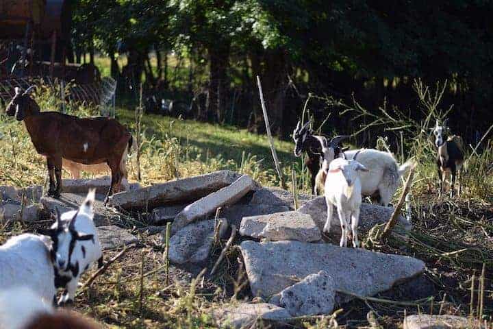 using goats to clear up weeds around the garden