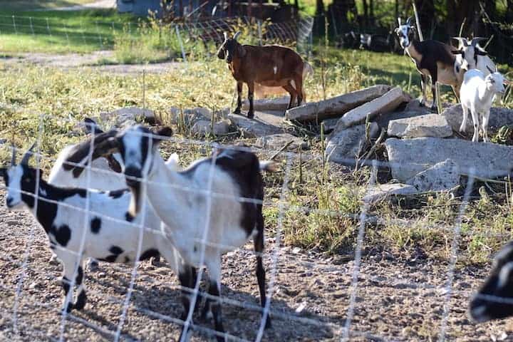 gardening with goats using electric fence