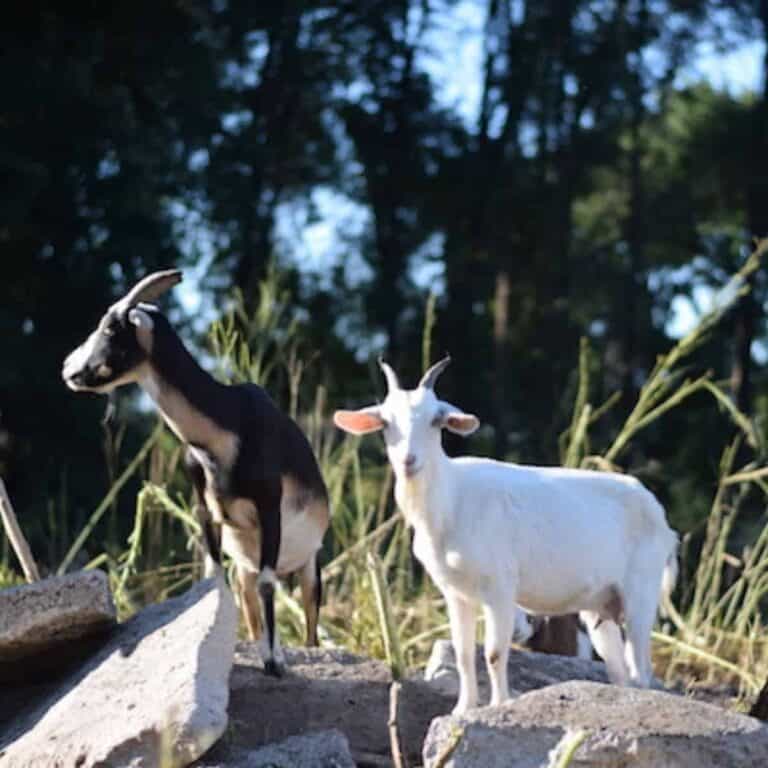 Gardening with Goats
