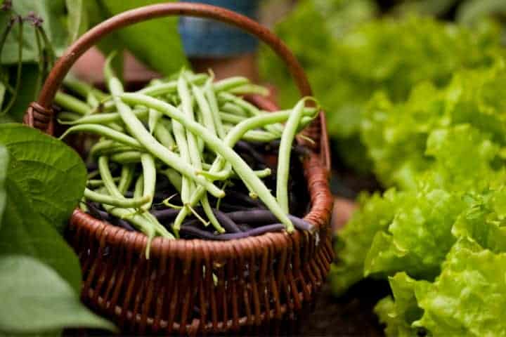 stringless beans being harvested in to basket