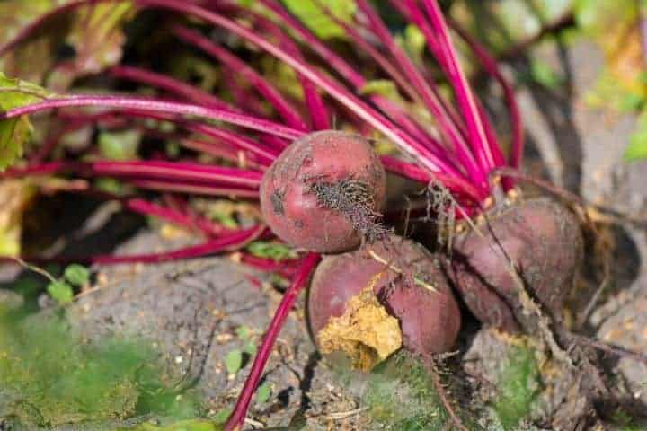 Beets in the garden