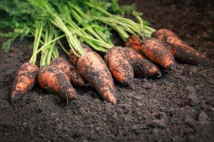 carrots harvested in garden