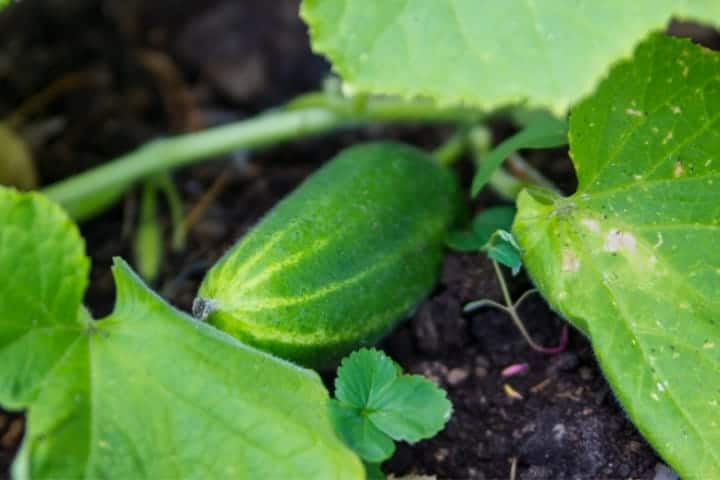 Cucumbers growing on a vine