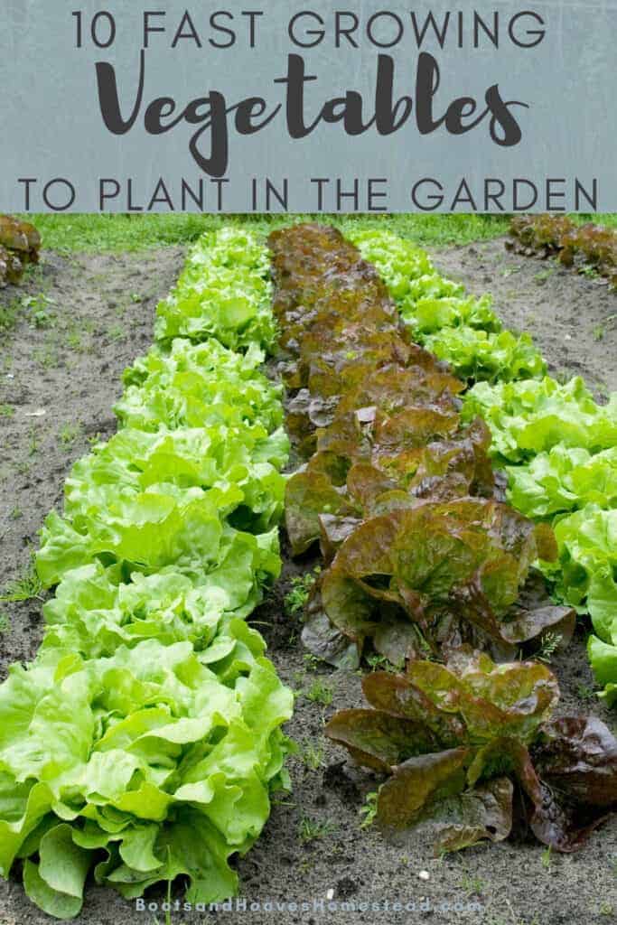lettuce growing in the garden