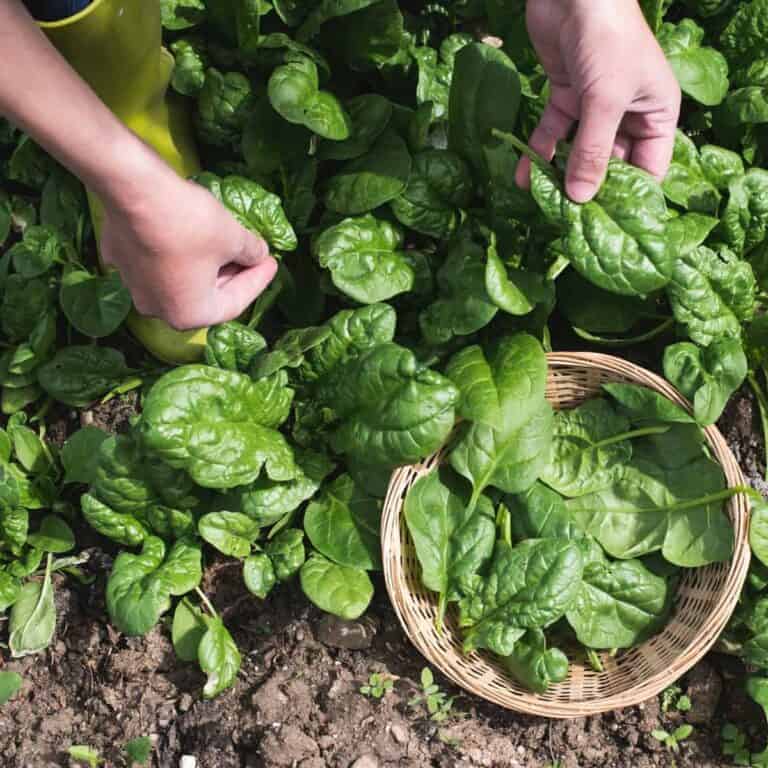spinach harvesting in garden with a basket