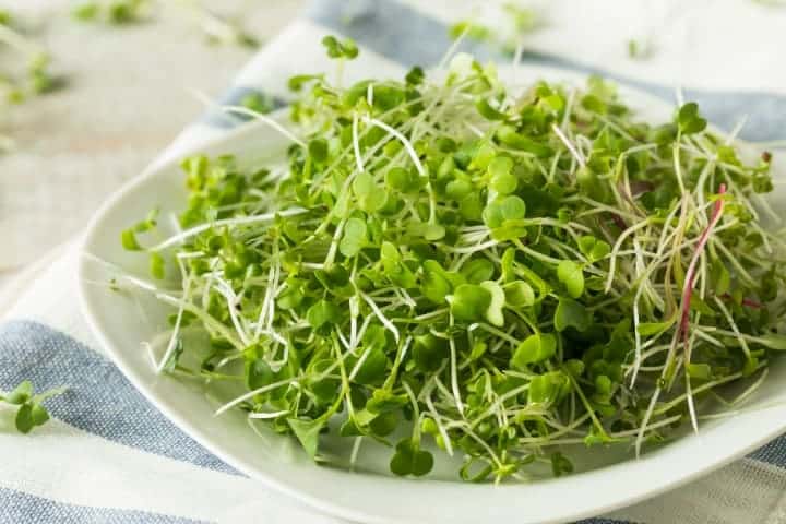 micro greens in a white bowl