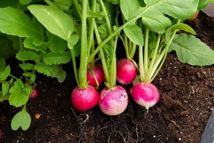 radishes in the garden