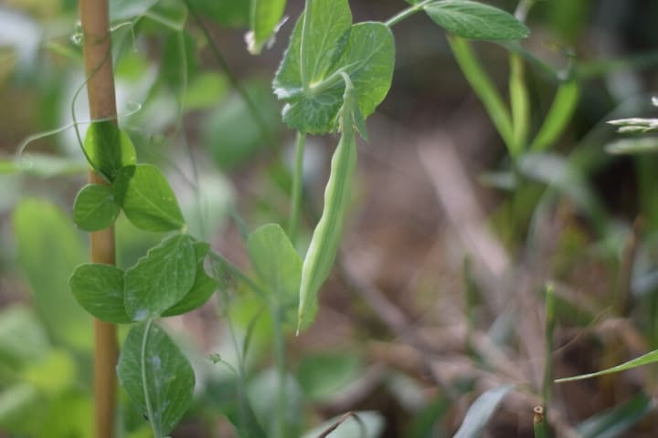 sugar snap peas growing on a trellis