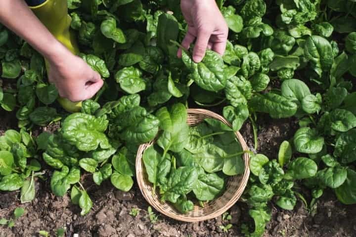 spinach harvesting in garden with a basket