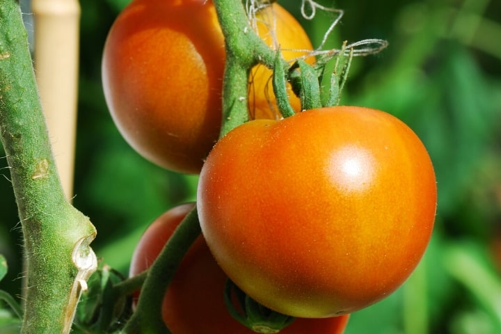 tomatoes on the vine