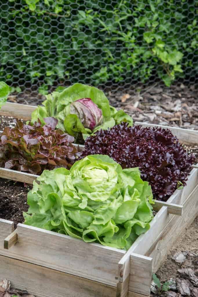 lettuce growing in raised garden bed