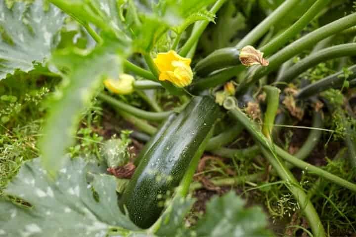 zucchini growing in the garden