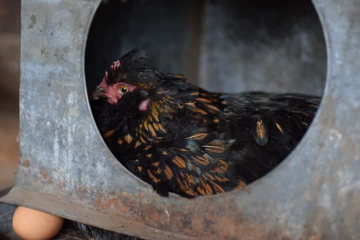 broody chicken on eggs