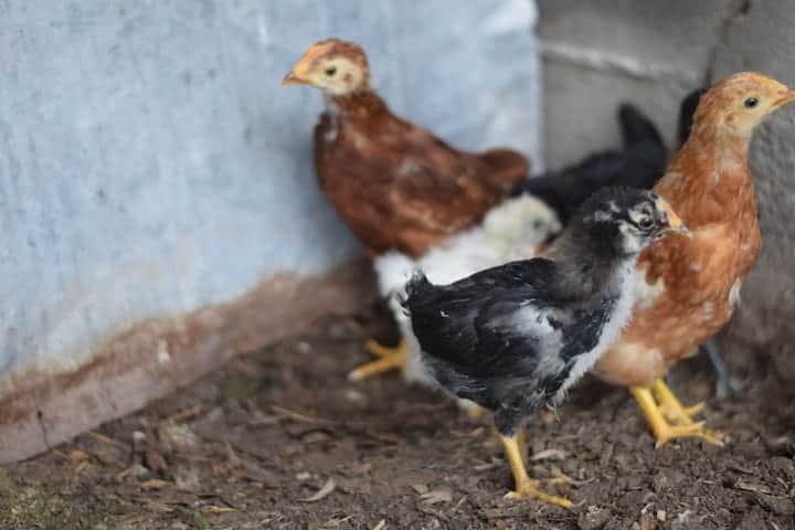 raising baby chicks in the coop