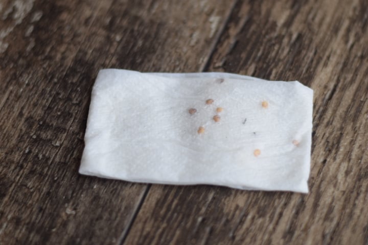 folded paper towel with tomato seeds