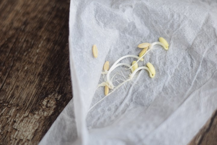 sprouted cucumber seeds