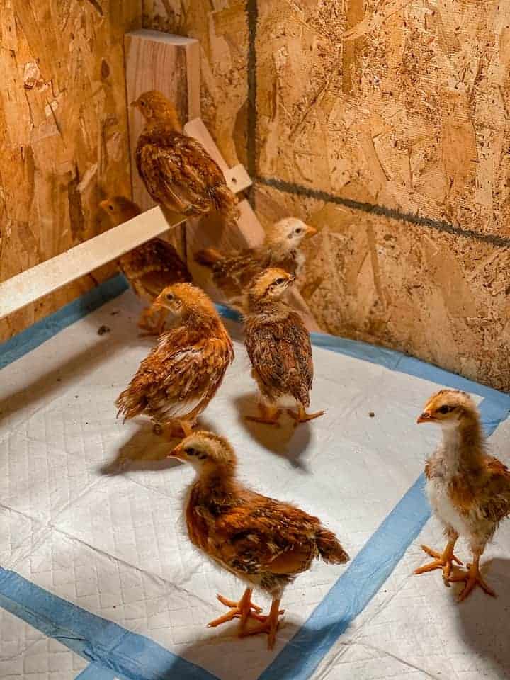 Baby chicks in a brooder