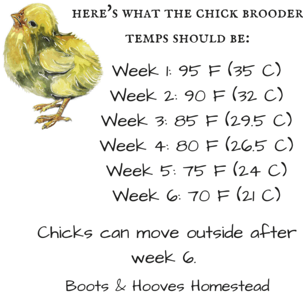 chicken brooder temperature guide