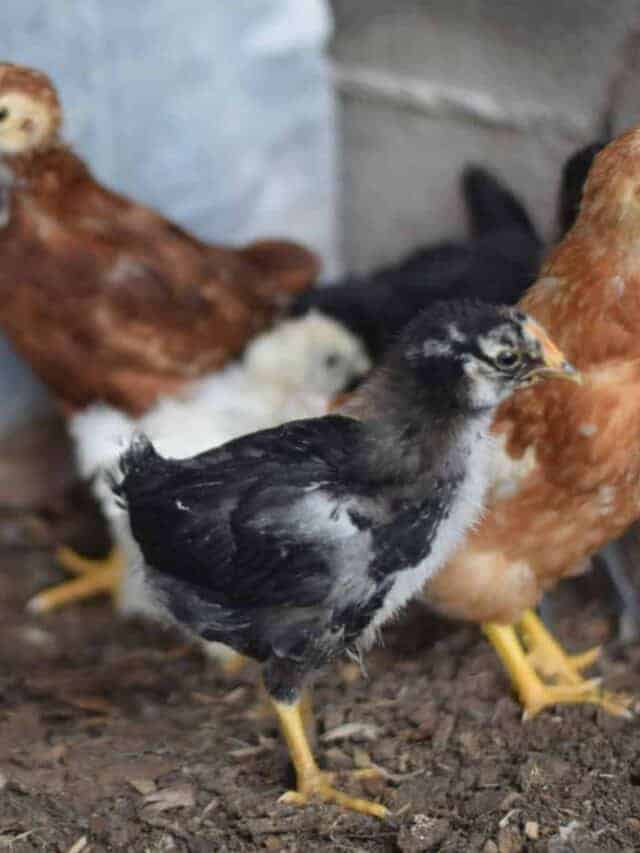 raising baby chicks in the coop