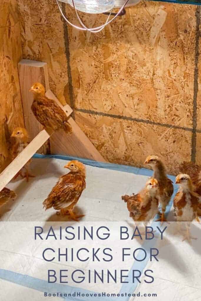 raising baby chicks for beginners in a brooder