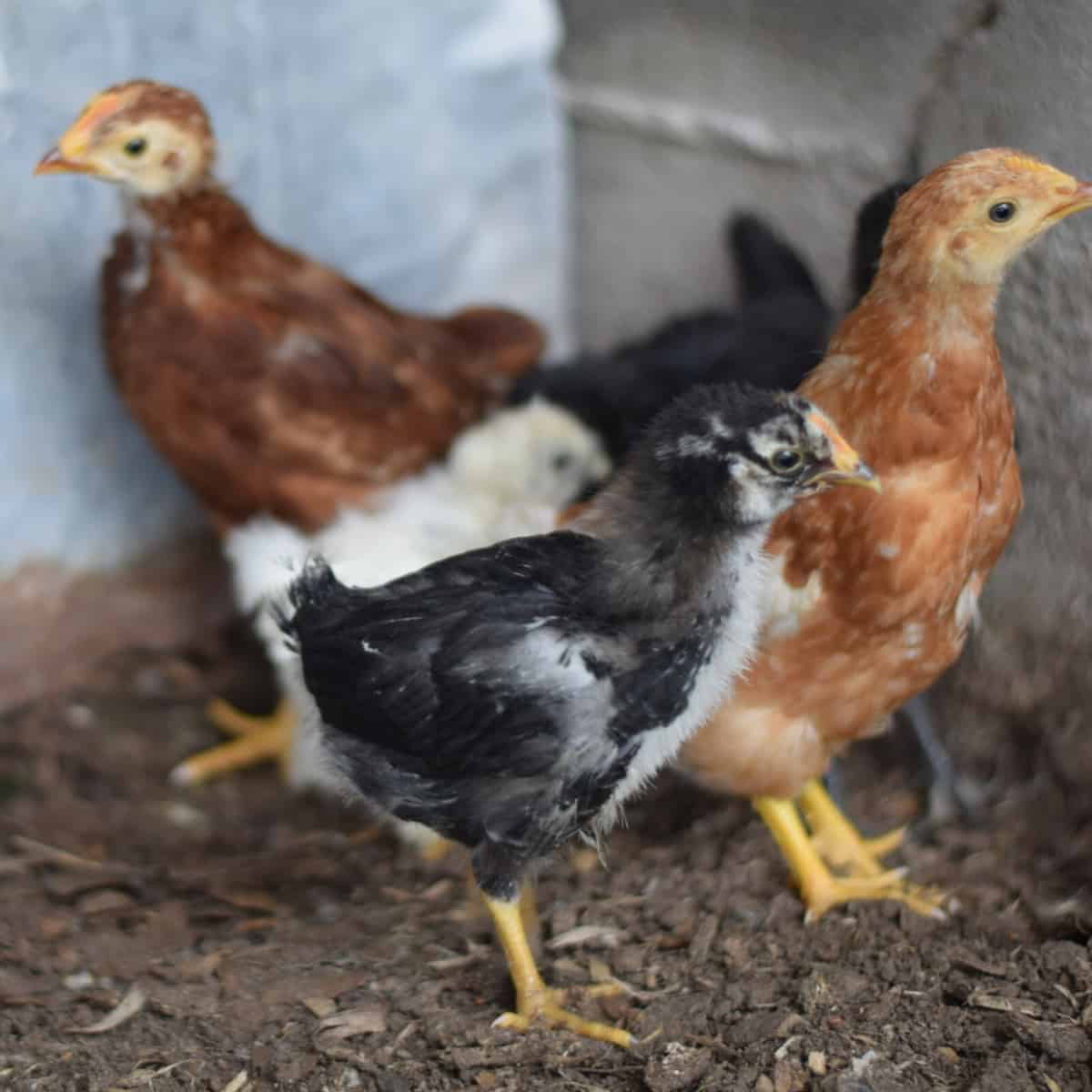 raising baby chicks in the coop