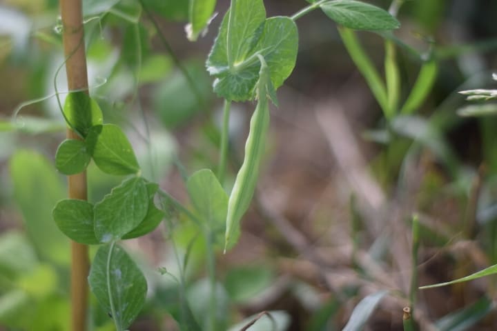 climbing sweet peas on a trellis