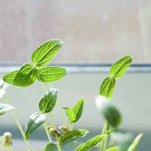seeds sprouting