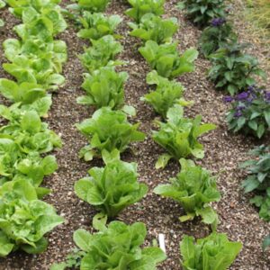 garden plot in the victory garden plan