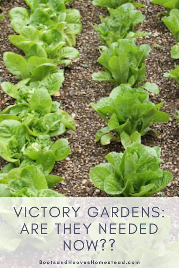 garden plot with text overlay that reads “victory gardens: are they needed now??"