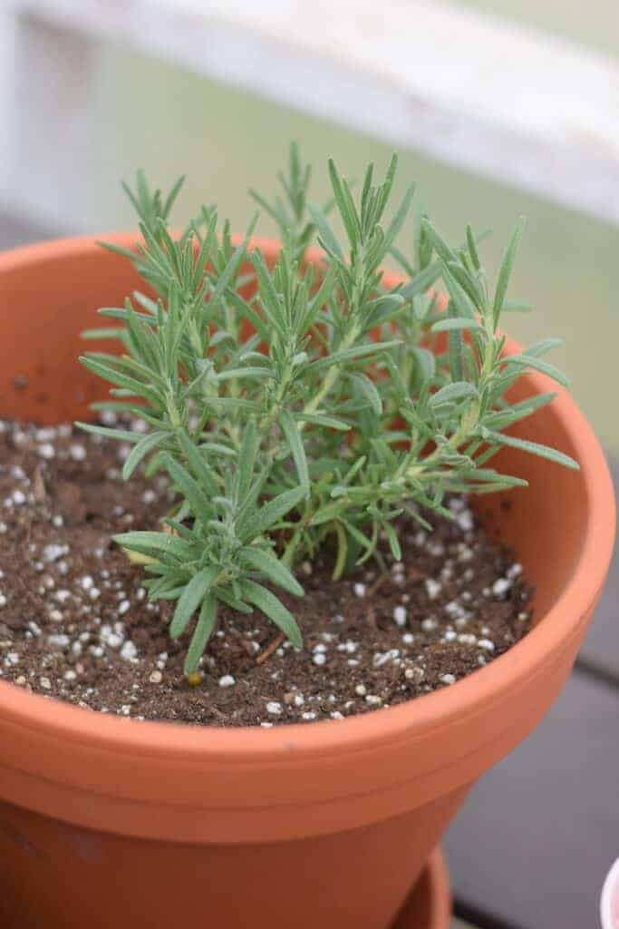 rosemary growing in a terra cotta pot