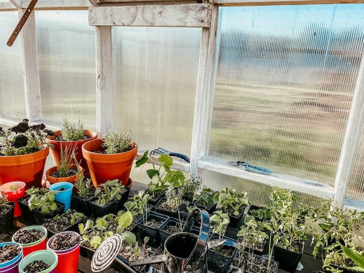 table with small vegetable plants inside of a greenhouse